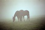 Horses in Mist