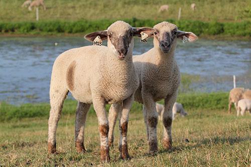 What's the Difference Between Lambs and Sheep  Mississippi State  University Extension Service