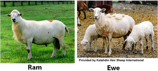 We have Katahdin hair sheep. 4 or our females look just like this picture.  Lisa, Dottie, MoneyPenny, and Merrabella. | Ovelhas, Ovinos, Cavalos bonitos