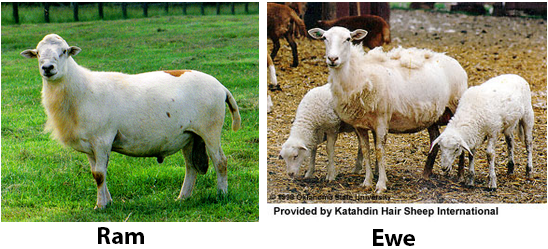 Katahdin ram and ewes