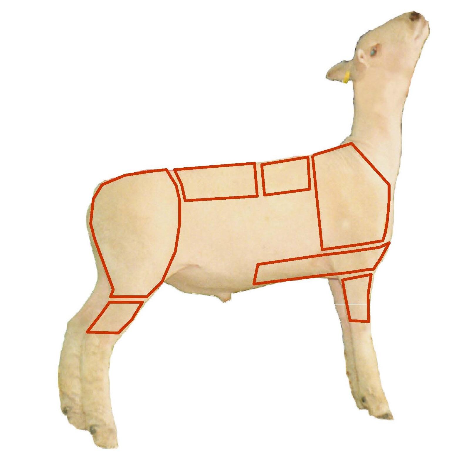 wholesale cuts of lamb