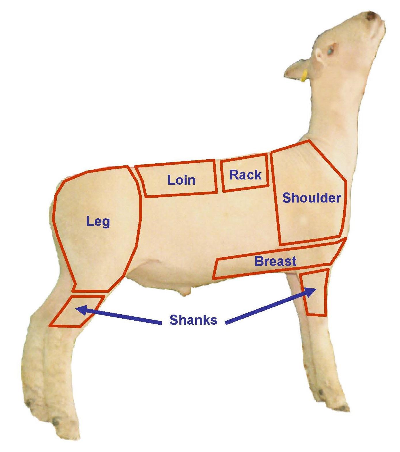 Sheep wholesale cuts with labels