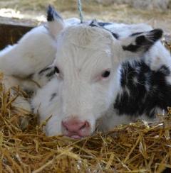 Latest Knowledge Regarding Improving the Health of Dairy Calves Image 1