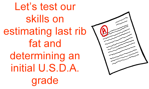 Lets test our skills on estimating last rib fat and determining an initial USDA grade