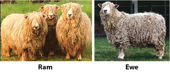 Lincoln rams and ewe