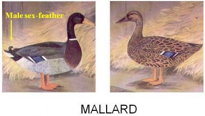 Mallard Ducks