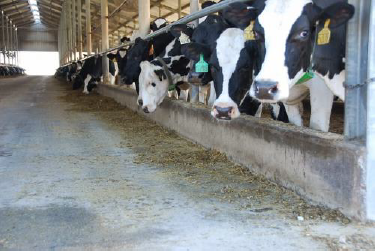 Figure 1: Cows feeding