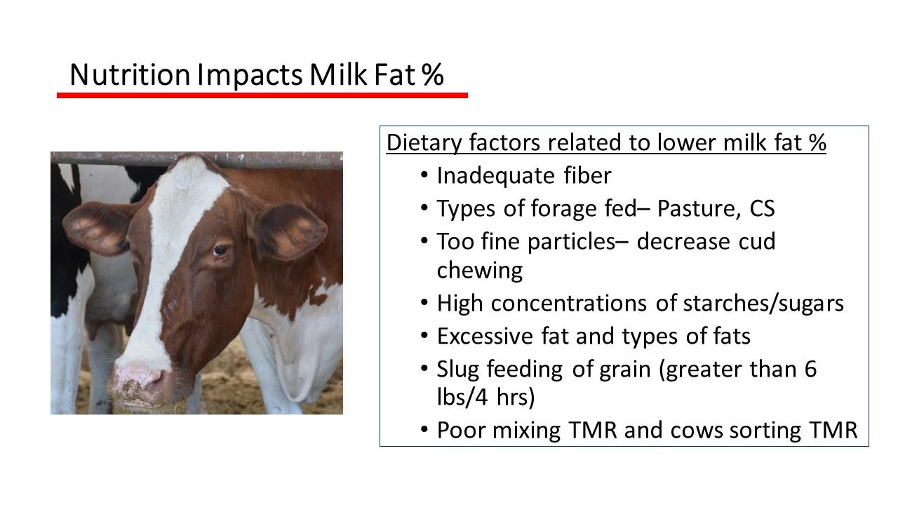 Nutrition impacts milk fat % information