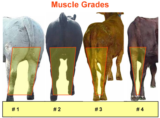 Muscle Grades 1 2 3 4 