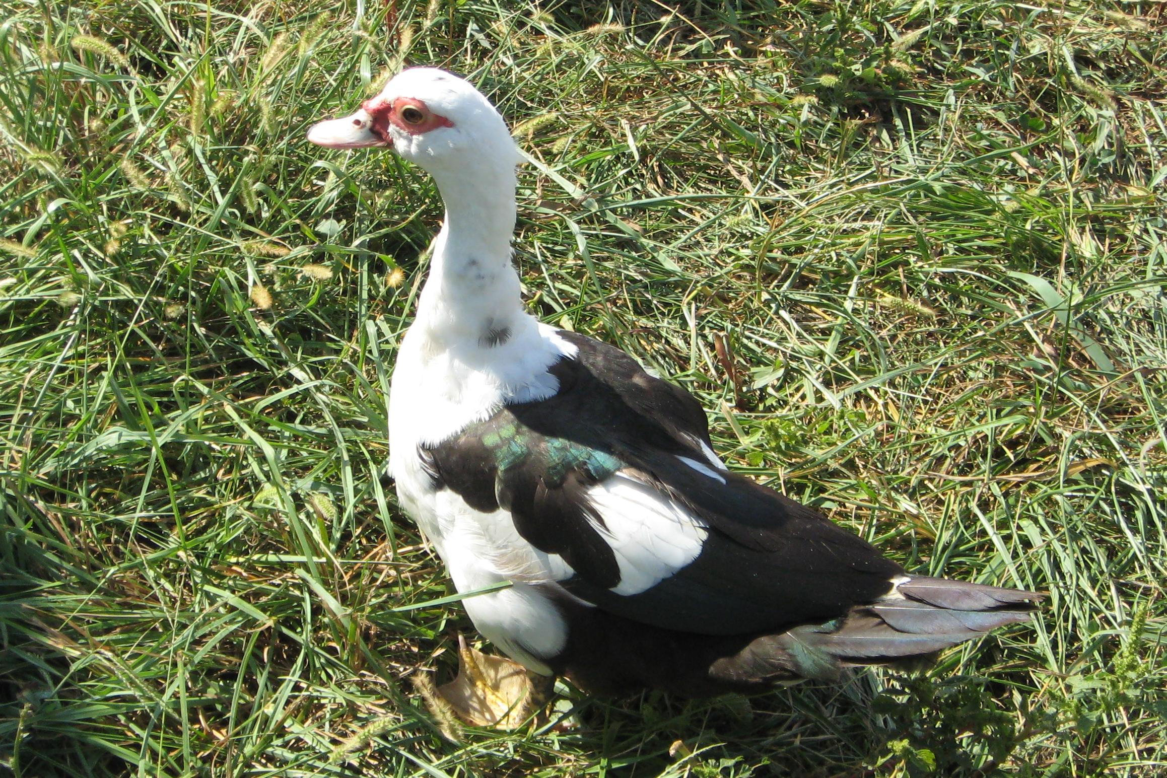 Muscovy Duck