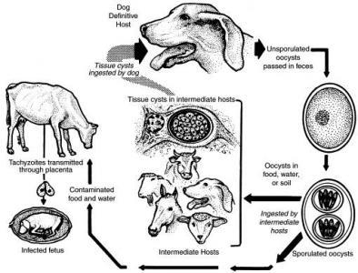 Neosporosis in Cattle