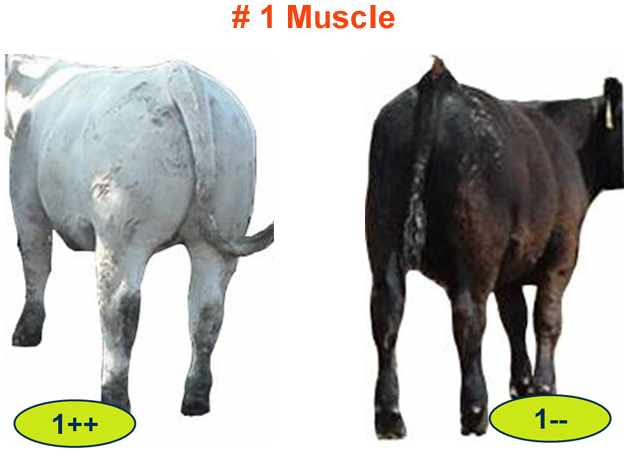 Number 1 Muscle Feeder Cattle
