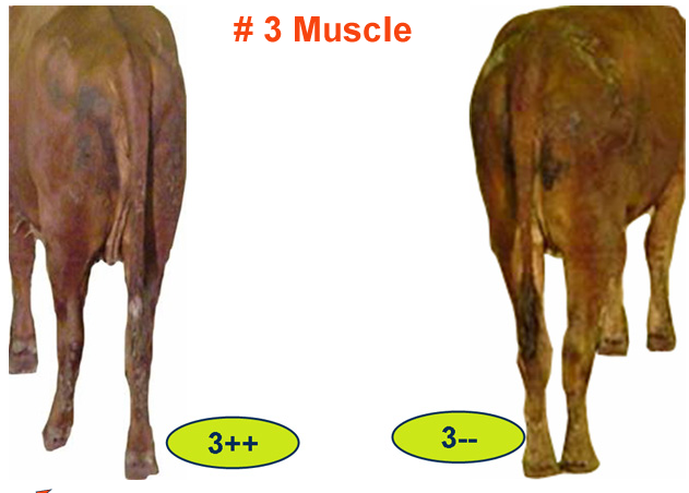 Number 3 Muscle Feeder Cattle