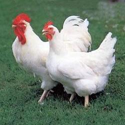 Pair of Chickens
