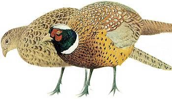 Pheasants illustration