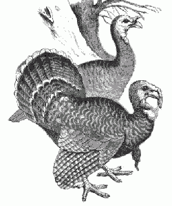 Turkeys