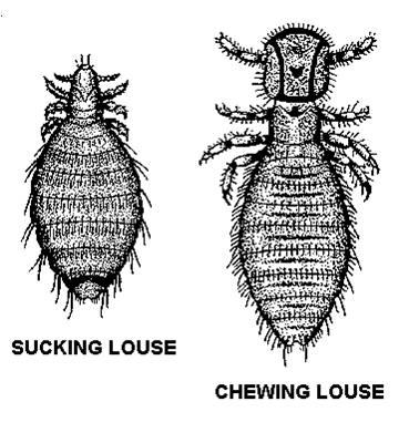 Horse Lice