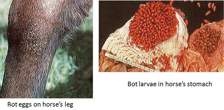 horse bot fly life cycle