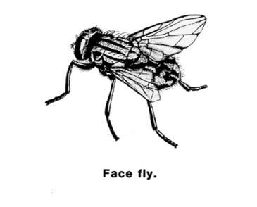 Face Fly