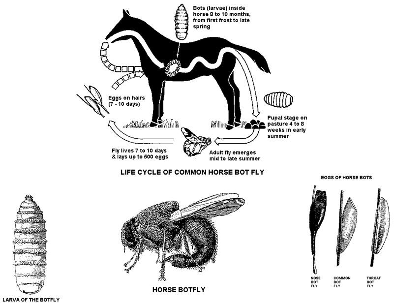 Life Cycle of a Bot Fly