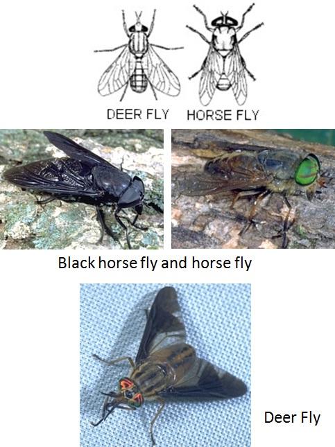 Horse Fly and Deer Fly