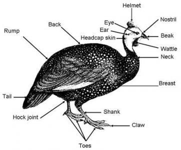 Guinea fowl illustration with parts labeled