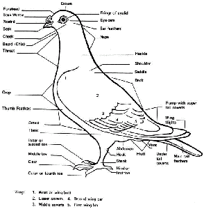 Parts of a Pigeon