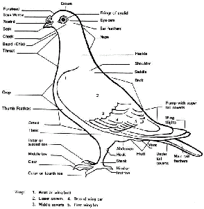 Diagram of pigeon parts with labels
