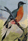 Passenger pigeon illustration