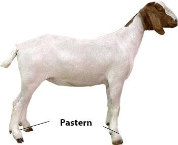Goat Discovery - Parts - Pastern | Animal & Food Sciences