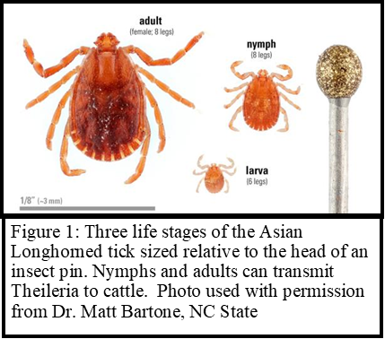 Tick Stages