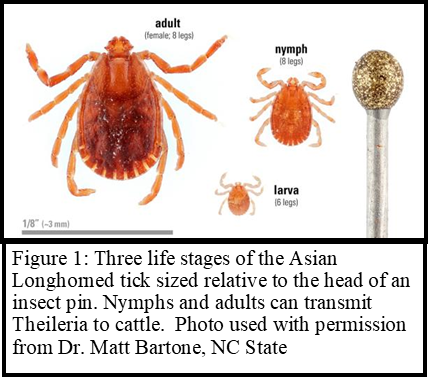 Figure showing the three lift stages of the tick