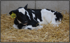 Winter Feeding and Management Practices for Dairy Calves