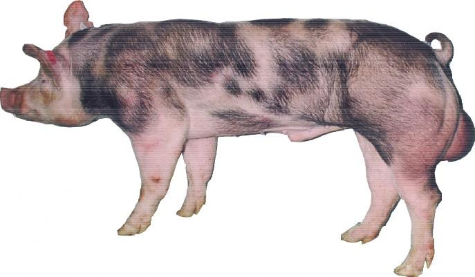 Pietrain boar