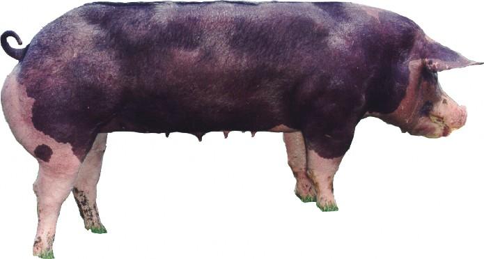 Pietrain gilt
