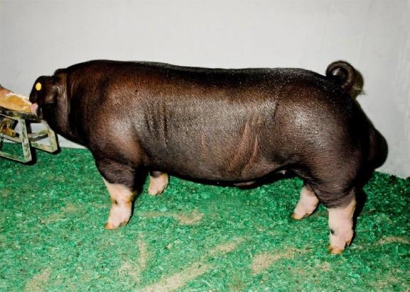 Poland China boar