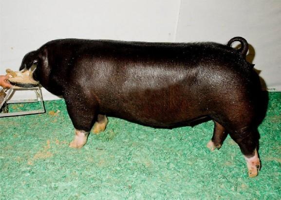 Poland China gilt