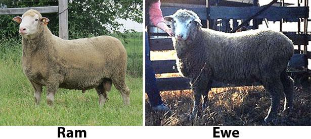 Polypay ram and ewe