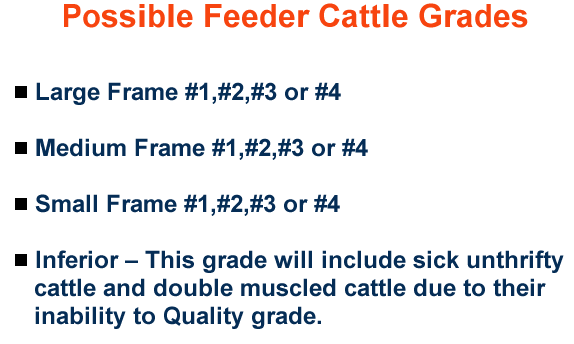 Possible Feeder Cattle Grades