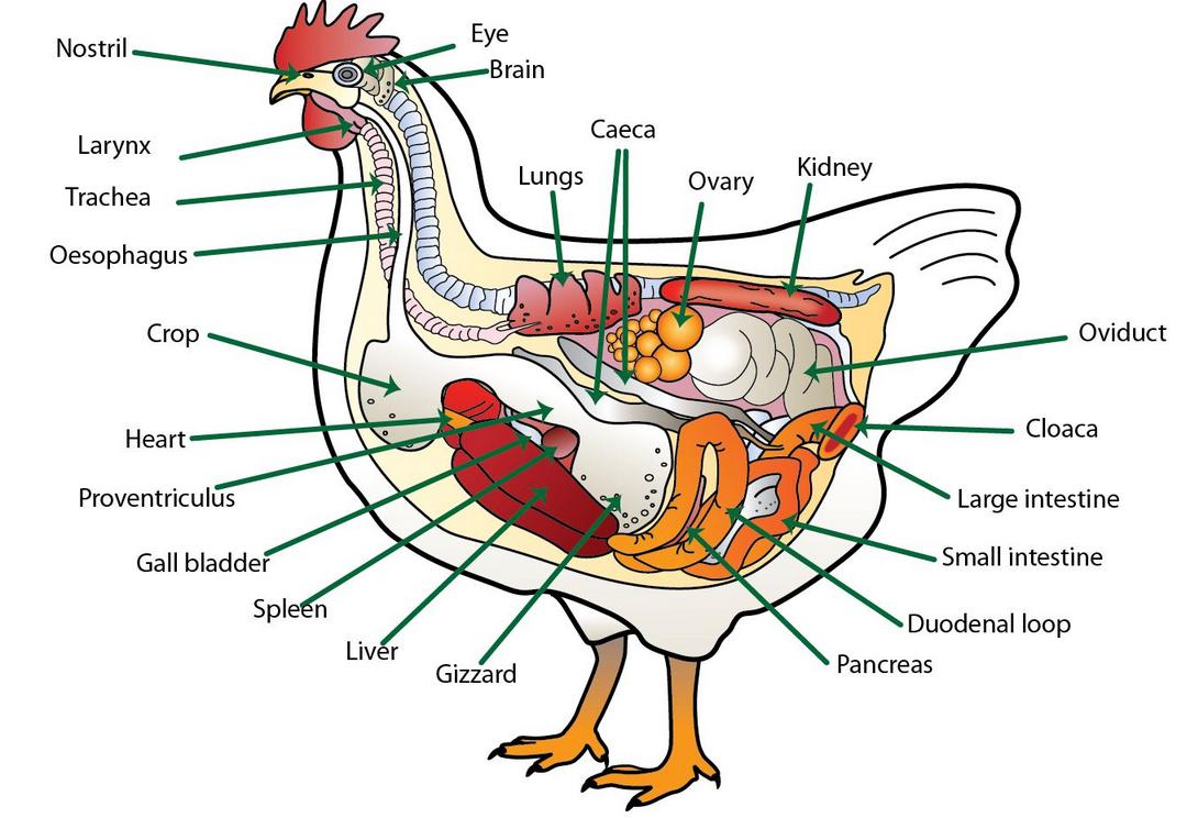 Chicken with internal organs labeled