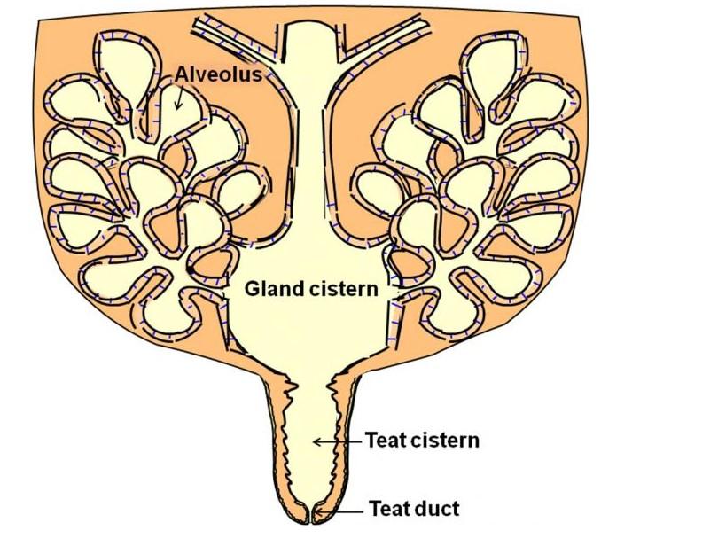 A diagram of a teat