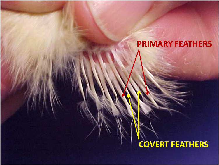 Fast-feathering: Primary feathers are long and the coverts are shorter than the primaries.