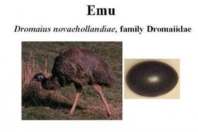 Products Emu