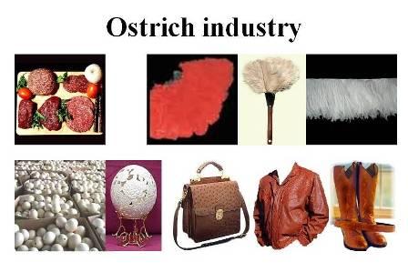 Ostrich products