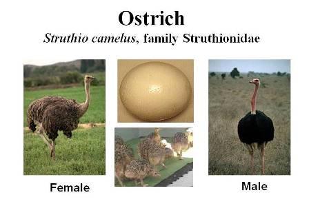 Ostrich female and male with egg