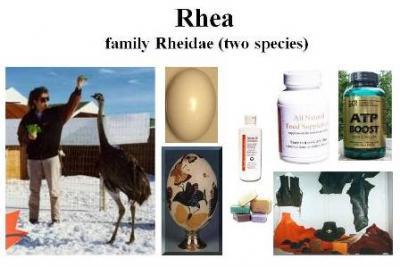 Rhea products