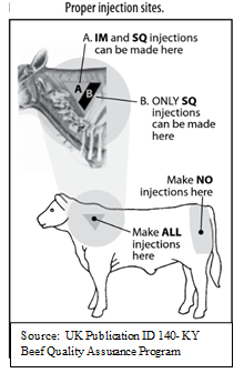 Proper Injection Sites Picture
