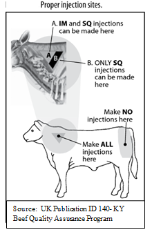 How To Properly Store And Handle Cattle Vaccines