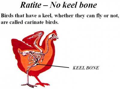 Ratite illustration