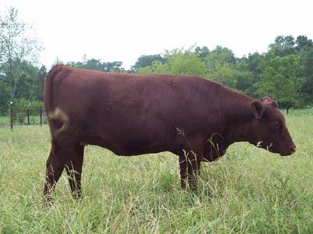 Red Poll - cow